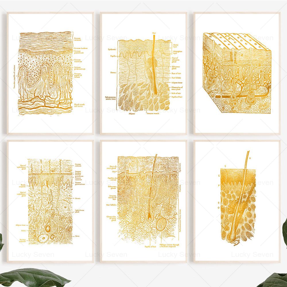 Affiches d'anatomie de soins d - Skincare Ls avis et prix