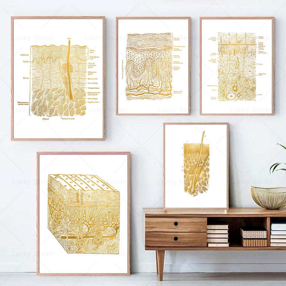 Affiches d'anatomie de soins d - Skincare Ls avis et prix