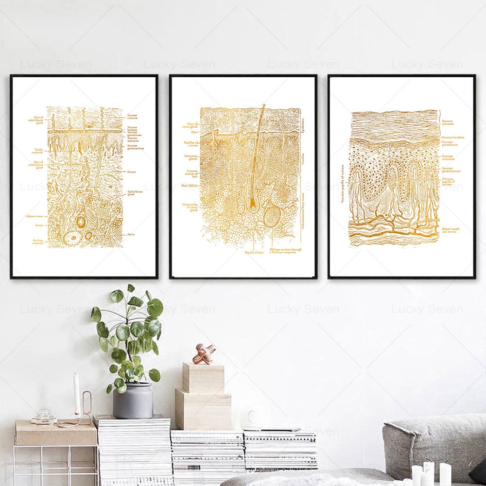 Affiches d'anatomie de soins d - Skincare Ls avis et prix